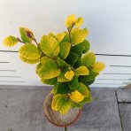 Buk lesný (Fagus sylvatica) ‘DAWYCK GOLD’ - výška 40-60 cm, kont. C5L